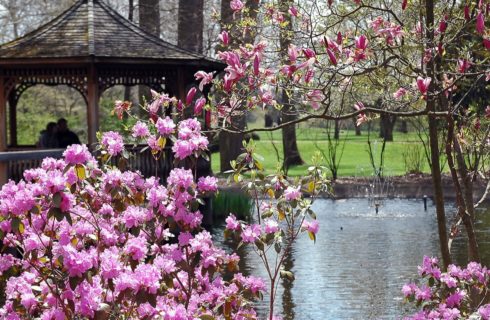 Close up view of trees with pink flowers with wooden gazebo in background