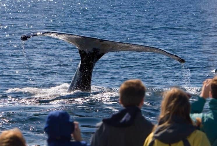 whale tail